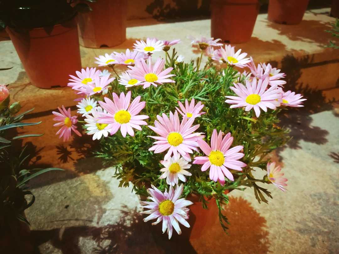 2019-03-27，有目标后的时间都很宝贵。